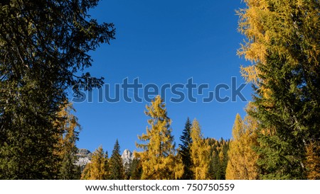 The forest. Autumn colors
