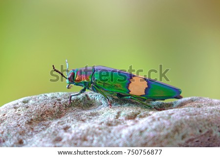 Beetles / Insects / Bugs: Jewel Beetle(Chrysochroa suandersii) or Metallic wood-boring beetle, is a Southeast Asian species of beetle in Buprestidae family. Selective focus; blurred background.
