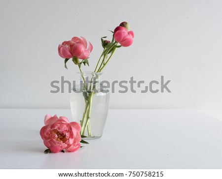Coral peony on white table with glass vase of buds waiting to open (selective focus)
