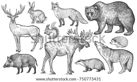 Animals of Europe set. Wolf, badger, hedgehog, fox, moose, deer, bear, rabbit, squirrel, boar isolated. Black and white. Vector art illustration. Wildlife mammals. Nature objects. Vintage engraving.