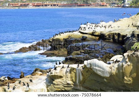 La Jolla Cliff View with Sea lions, Brown Pelicans, and Brandt's Cormorant Birds