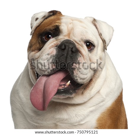 Close-up of English Bulldog, 5 years old, in front of white background Royalty-Free Stock Photo #750795121