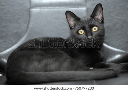 black kitten on a gray background