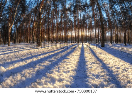 Winter landscape with high pine trees. Reflection from the trees creates a beautiful pattern on the snow Fish-eye colorful photo.