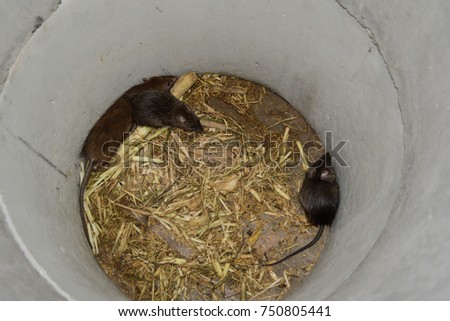 rats and food in cement tube at farm,the new business in Thailand