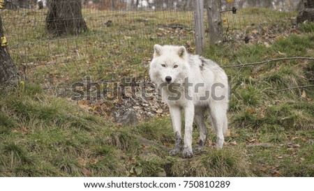 A lone Arctic Wolf in the woods