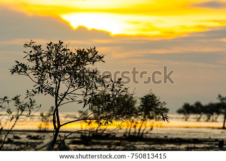 View of low tide beach on sunset. Mangrove tree visible