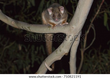 Australian Ringtail Possum