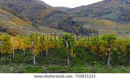 Yellow and green vineyard in Wachau valley, Austria with yellow striped hillside