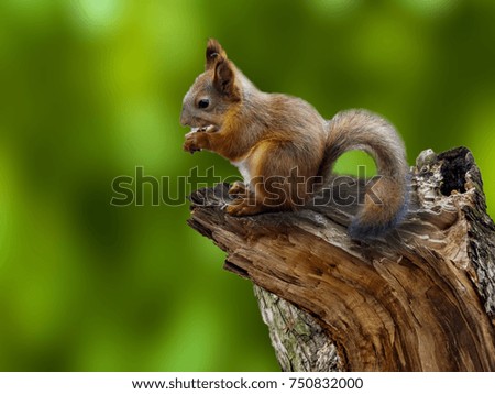 Squirrel sitting on a broken tree in the forest or in the Park. Squirrel eats nuts. The green background.