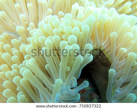 Close-up of the tentacles of a sea anemone.