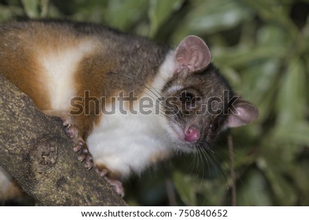 Australian Ringtail Possum