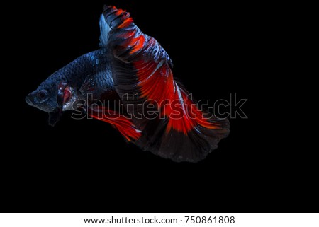 Betta fish, siamese fighting fish, betta splendens isolated on black background 