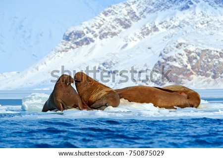Winter Arctic landscape with big animals. Family on cold ice. Walrus, Odobenus rosmarus, stick out from blue water on white ice with snow, Svalbard, Norway.