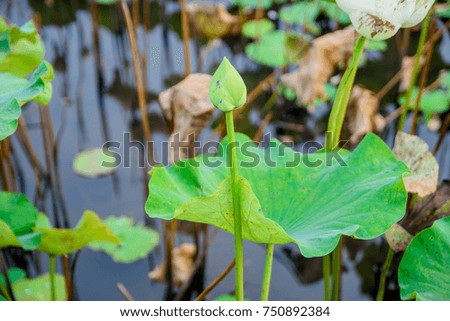 Lotus in the lagoon