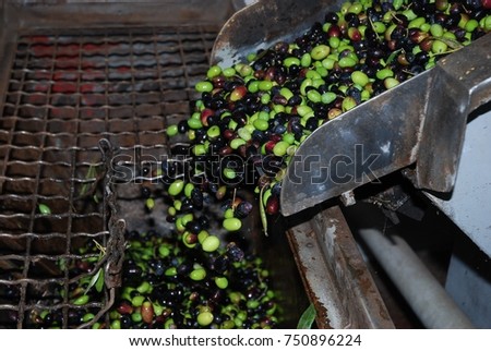Olives during processing in a crusher