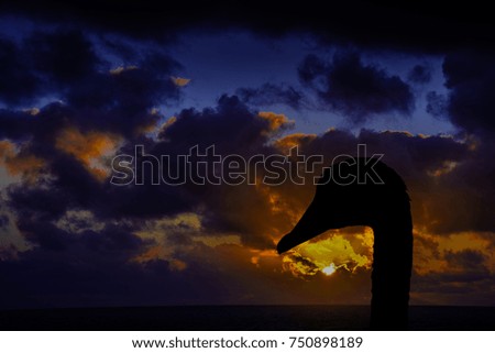 Swan with sunrise over the ocean before storm in background / Lanzarote / Canary Islands 