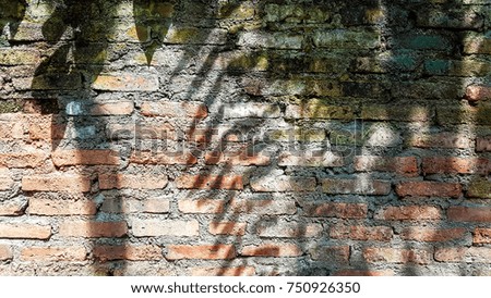Tree and fern shadow on  red brick wall under bright sun light