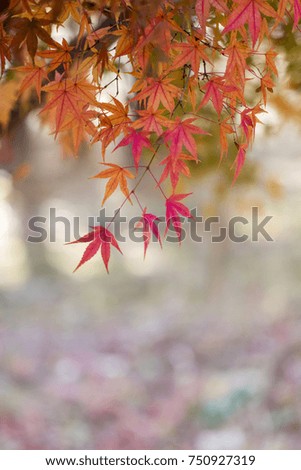 Red maple leaves in autumn season