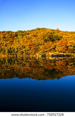Collection of Beautiful Colorful Autumn Leaves  reflected in the water