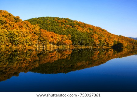 Collection of Beautiful Colorful Autumn Leaves  reflected in the water