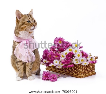  Domestic cat with pink bow sitting near wild flowers basket