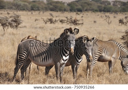 Grevy zebra in the afternoon sun