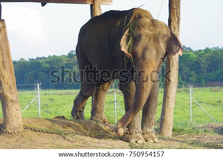 Beautiful elephant chained in a wooden pillar under a tructure at outdoors, in Chitwan National Park, Nepal, cruelty concept