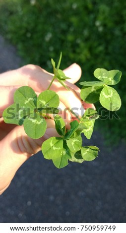 Hand holding a bouquet of five leaf-clovers in London, UK
