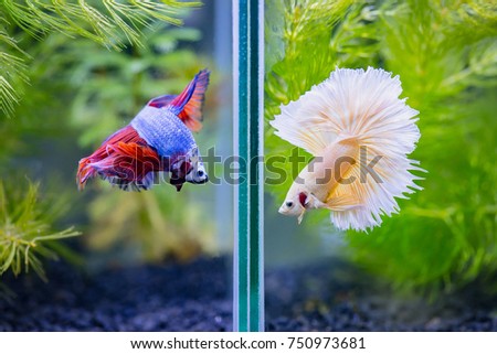 Close up of Fancy half moon Siamese fighting fishes quarreling