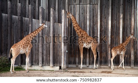 Giraffe family are standing together