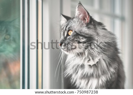  Vintage style photo from a beautiful Maine Coon Cat, with fine film grain effect                              