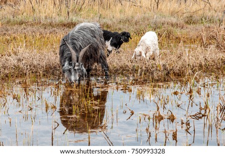 a goat at a watering place, grazing on pasture, agriculture, animal husbandry