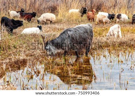 a goat at a watering place, grazing on pasture, agriculture, animal husbandry