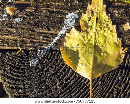 yellow birch leaf on a wet wooden board