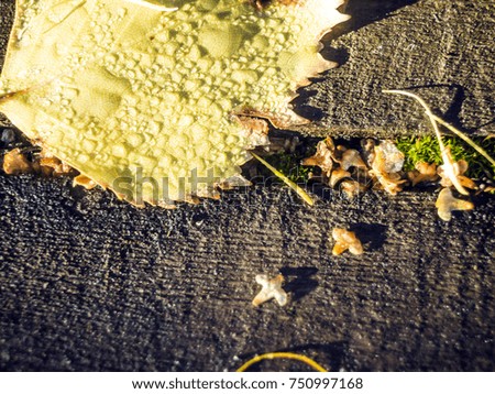 yellow birch leaf on a wet wooden board