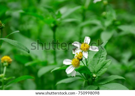 Daisy on green blury background
