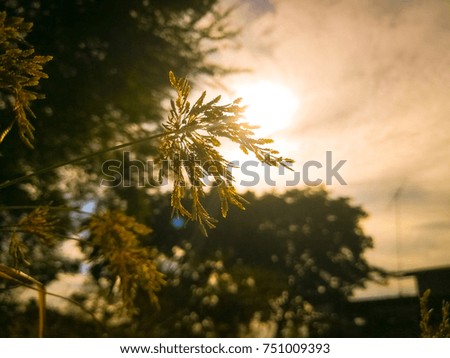 soft focus picture of flower grass and sunrise background in the morning in the winter at ayutthaya, thailand. and the background is the shadow of the tree blurred. Feel the warmth. 