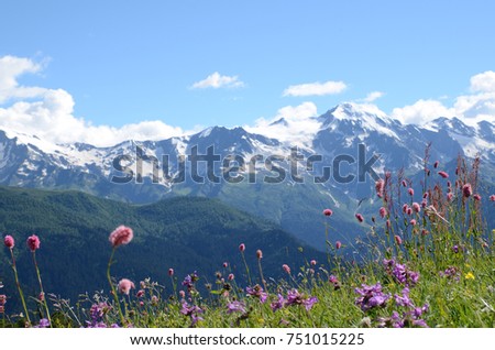 Alpine meadow with summer flowers. 