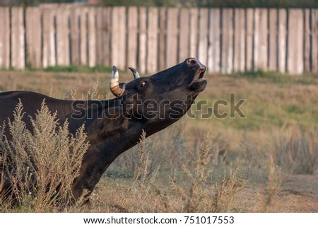 black cow is screaming lying on the grass, natural background