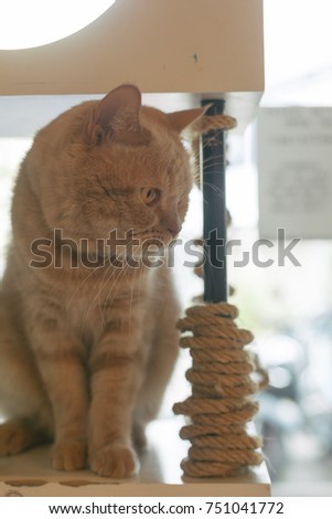 Grumpy Ginger Cat Sitting on Cat Tree