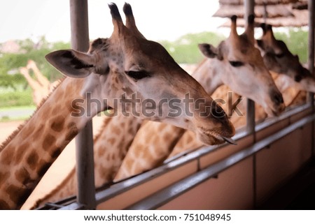 Farm giraffe / Giraffe in the zoo