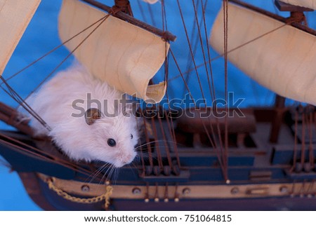 white hamster on a blue background