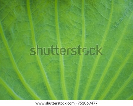 Green lotus leaf background