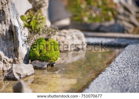 
Bonsai tree, roots, water and green moss in Japanese garden. Romantic sunset above small trees
