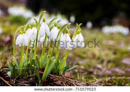 Closeup shot of fresh common snowdrops (Galanthus nivalis) blooming in the spring. Wild flowers field. Royalty-Free Stock Photo #751079023