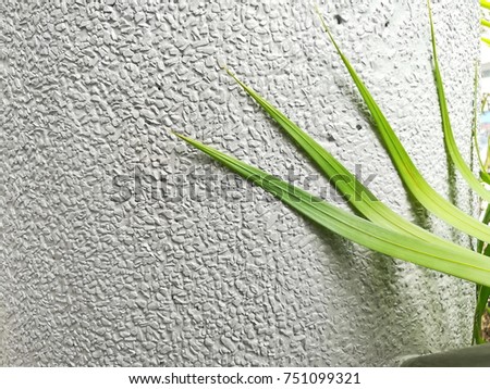 Green palm leaf on rough gray wall / with natural light