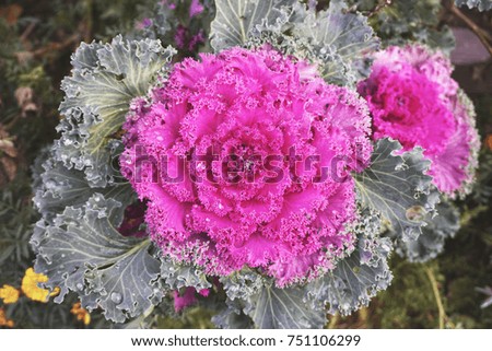 Violet decorative cabbage close-up.