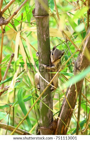 Beautiful Indian Squirrel On A tree Wood With Greenery Surrounding It, grabing onto the wood looking right towards the camera
