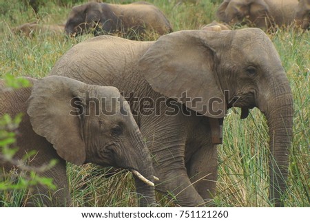 Landscape picture of two elephants walking next to each other in the grass captured in South Africa on safari
